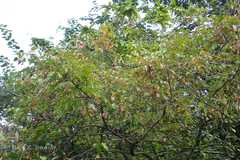 Glochidion ellipticum